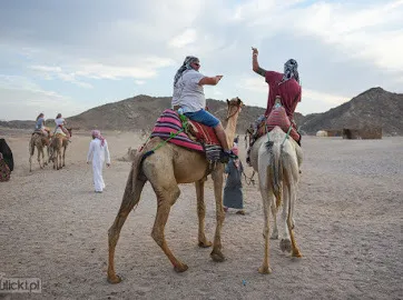 Family Safari 
