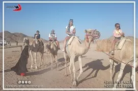 safari-desert